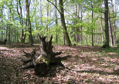 Foto: Wald