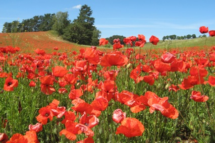 Foto: Landschaft mit blühendem Mohn