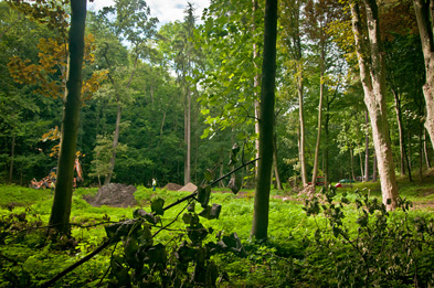 Foto: Waldlandschaft