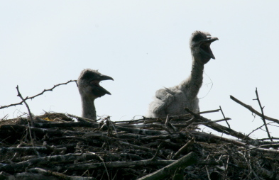 Foto: Zwei Jungstörche am Nestrand