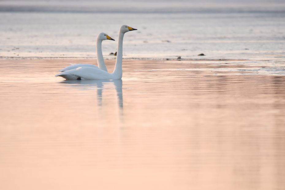 Zwei Schwäne schwimmen auf dem Wasser.