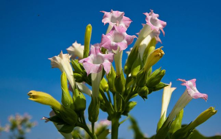 rosane Blüten vor blauem Himmel