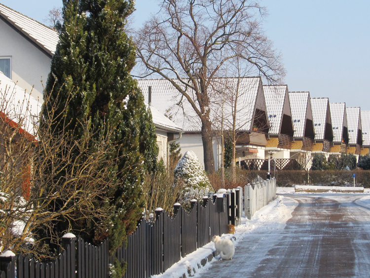 Foto: winterliche Straße mit weißer Katze