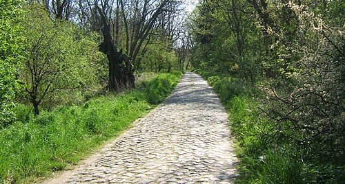 Foto: Weg zum Briesensee (vorher)