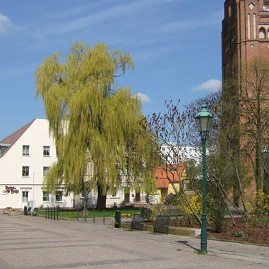 Foto: Trauerweide am Kirchplatz