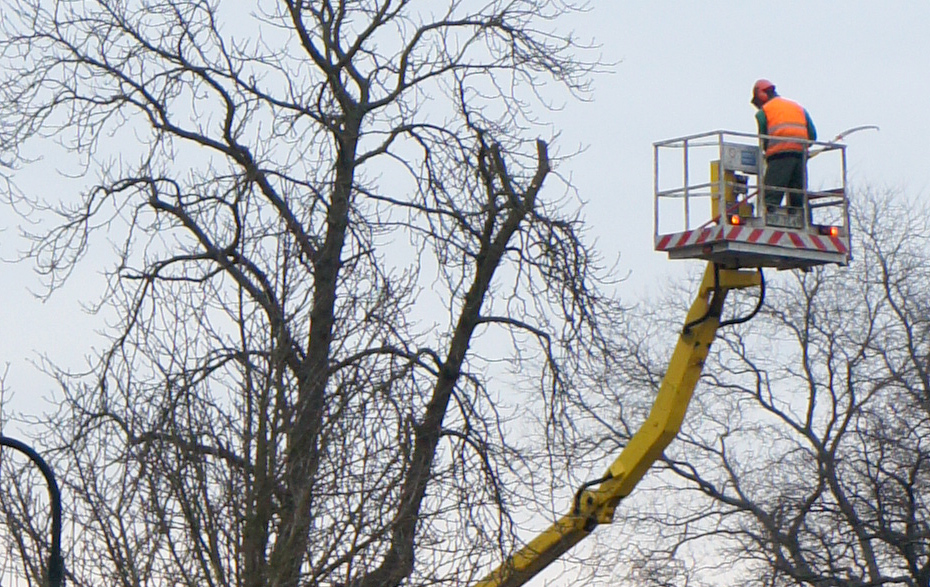 Foto: Arbeiter auf einer Arbeitsbühne beim Baumschnitt