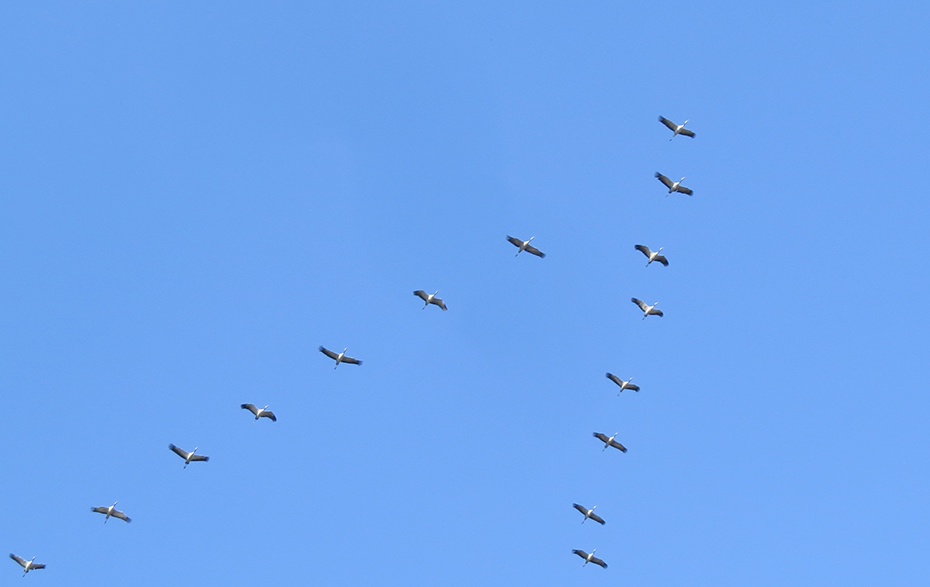 Foto: Kraniche in Keilformation am blauen Himmel