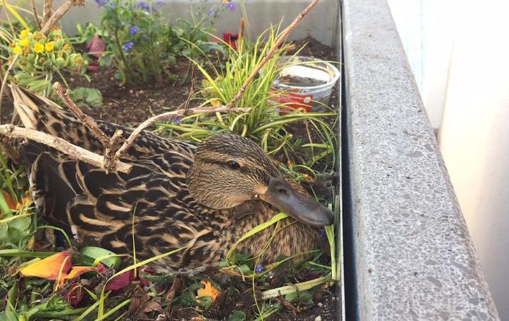 Foto: Ente in der Innenstadt