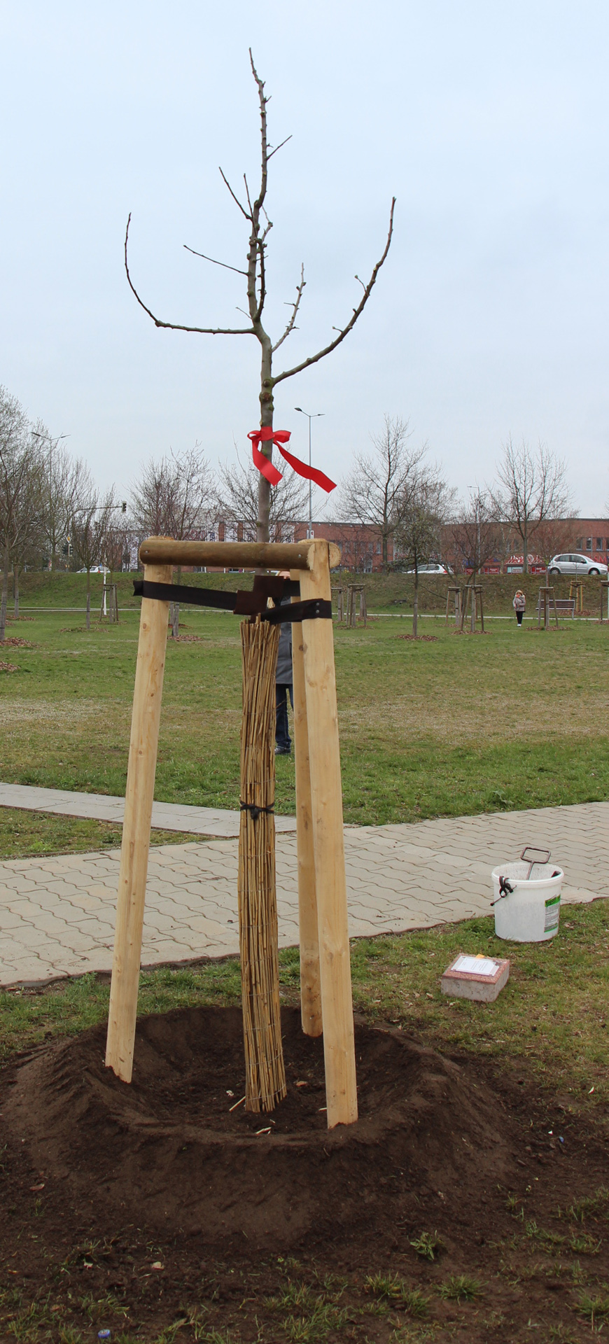 Foto: neu gepflanzter Baum