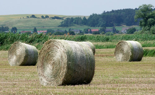 Foto: Strohballen auf Polderflächen