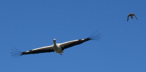 Foto: Storch und Falke