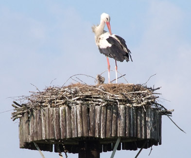 Foto: Storchennest mit stehendem Storch und Storchennachwuchs