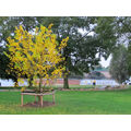 Foto: neu gepflanzter Baum, Bastion und Stadtbrücke