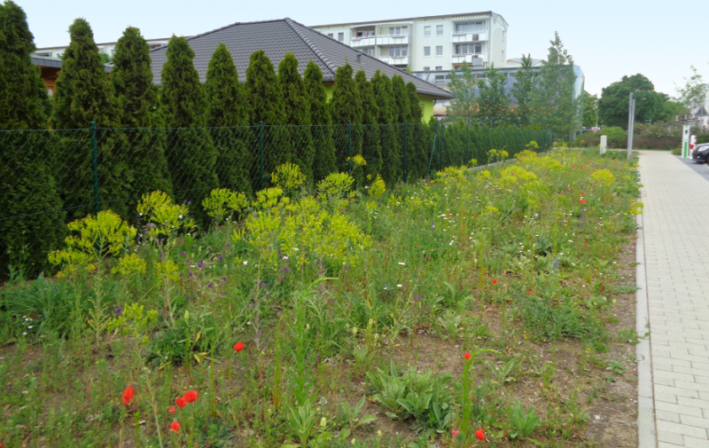 Foto: blühender Grünstreifen entlang der Straße