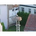 Foto: Storch mit Jungen im Nest