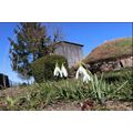 Weisse Schneeglöckchen im Grass vorm Museumsgebäude