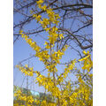 Foto vom 3. April 2011: blühender Forsythia vor der Fernwärmestation am AquariUM