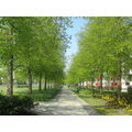 Foto vom 22. April 2011: Fußweg an der Lindenallee