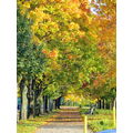 Foto vom 16. Oktober 2012: herbstliches Allee