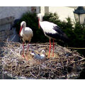 Foto: Storchenfamilie im Nest