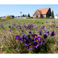 Foto vom 18. April 2010: Blühende Kuhschellen vor dem Gärtnerhaus und dem Storchennest