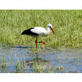 Foto vom 18. April 2010: Storch auf der Wiese