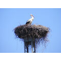 Foto vom 18. April 2010: Criewener Nest mit 2 Störchen