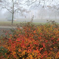 Foto vom 10. November 2010: Sträucher mit bunten Blättern vor dem Berlischky-Pavillon im Nebel