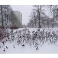 Foto vom 2. Dezember 2010: Blick in den Stadtpark