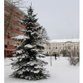 Foto vom 15. Dezember 2010: Tanne mit Schnee in der Innenstadt