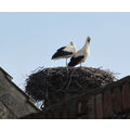 Foto vom 3. April 2011: 2 Störche auf dem Nest