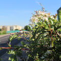 Foto vom 14. Mai 2012: Weißdornblüte am Straßenrand vor der Stadtbrücke