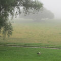 Foto vom 5. Juli 2012: Storch in der nebligen Polderlandschaft