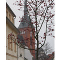 Foto vom 17. November 2012: Baum mit Früchten in der Innenstadt, im Hintergrund die katholische Kirche