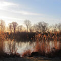 Foto vom 5. März 2013: Kanalufer im Gegenlicht