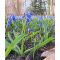 Foto vom 15. April 2013: Blausterne im Park