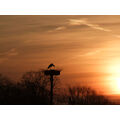 Foto vom 18. April 2013: Storch vor aufgehender Sonne