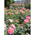 Foto vom 12. Juni 2013: rosa blühende Rosen im Vordergrund, Häuser der Bahnhofstraße im Hintergrund