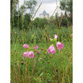 Foto vom 2. Juli 2013: Wiesenblumen im Nationalpark, im Hintergrund Hochhausspitze