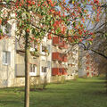 Foto vom 6. November 2013: Sonnenbeschienene Früchte vor einem Wohnblock in der Lindenallee