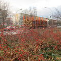 Foto vom 10. Januar 2014: Holztransporter auf der Lindenallee