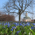 Foto vom 11. März 2014: Frühblüherteppich im Park, im Hintergrund der Berlischky-Pavillon