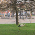 Foto vom 3. April 2014: Storch auf Futtersuche auf der Wiese am Alten Markt