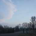 Foto vom 24. Februar 2015: Vögel ziehen am blauen Himmel.