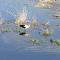 Foto: Storch watet im Wasser.