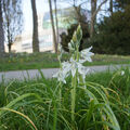 Foto vom 22. April 2015: Milchstern im Park vor den Bühnen