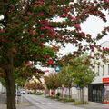 Foto vom 19. Mai 2015: blühende Bäume in der Straße