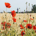 Foto vom 17. Juni 2015: Mohnblumen vor dem Kornfeld, im Hintergund der Wasserturm