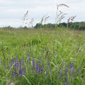 Foto vom 21. Juni 2015: blauer Ehrenpreis im Nationalpark