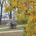 Foto vom 11. November 2015: gefärbte Blätter im Park